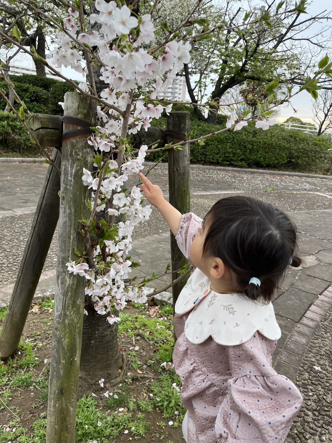 川沿いに咲く満開の桜